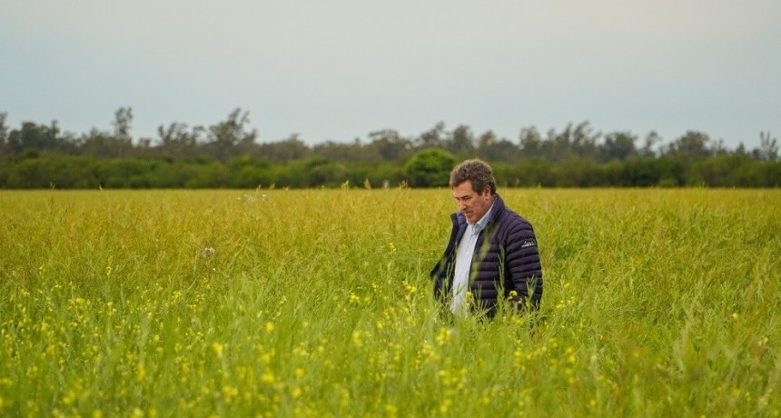 El “boom” de la carinata: las claves para producir un cultivo que casi triplicará hectáreas este año