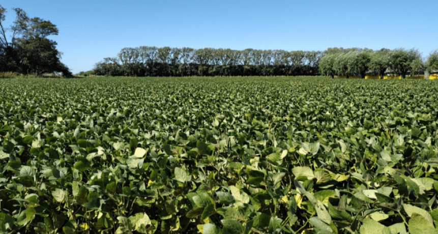Alivio: avanza la cosecha y muestra que los daños de la ola de calor no fueron tan graves