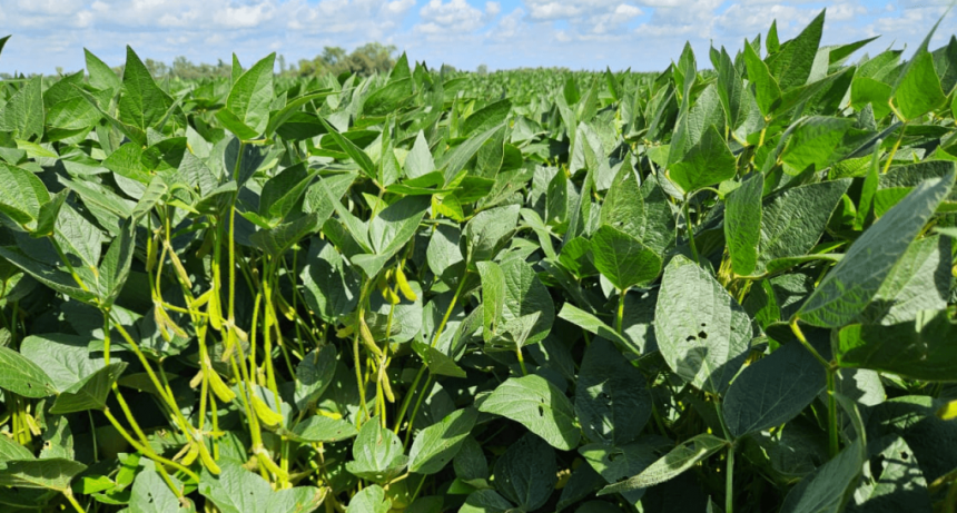 No será una “supercosecha”, pero será buena: por las lluvias, la soja recuperó 500.000 toneladas