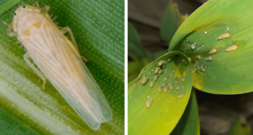 La enemiga inesperada: por el impacto de la chicharrita, reducen la proyección de cosecha de maíz