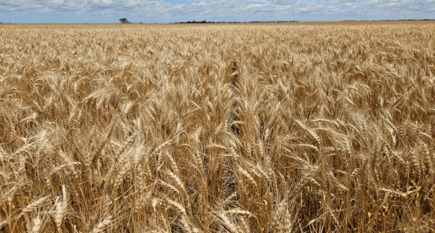 El trigo llega a la siembra con una fuerte presión impositiva: el Estado se lleva el 84% de la renta