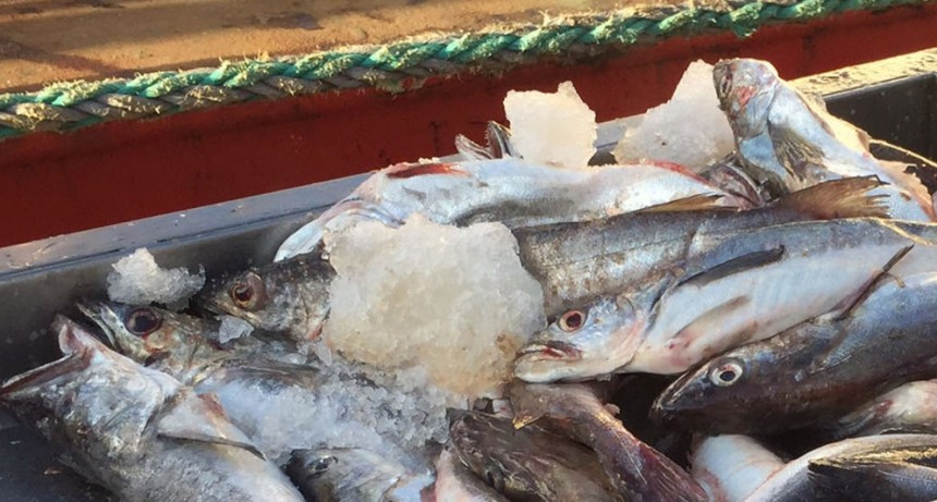 El Gobierno realizó un histórico decomiso de pesca ilegal y aplicó una millonaria multa