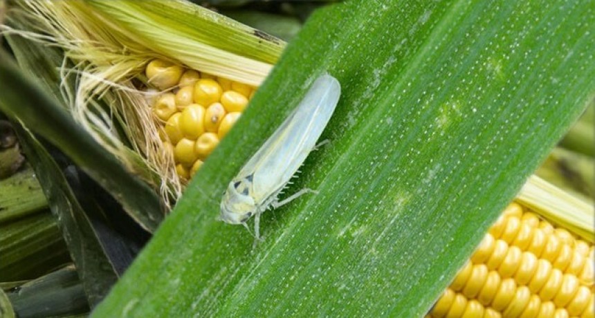 Chicharrita del maíz: diputados piden declarar la emergencia agrícola nacional