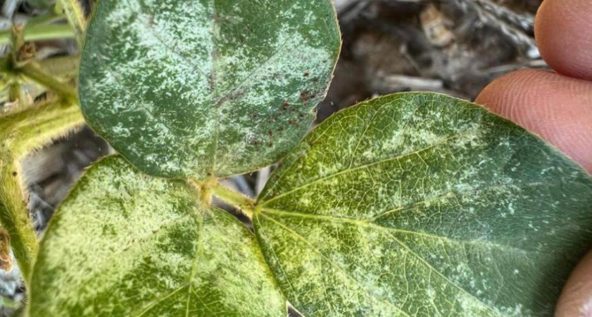 ¿Sequía o algo más?: en el sur de Córdoba, la arañuela roja teje un problema sobre la soja