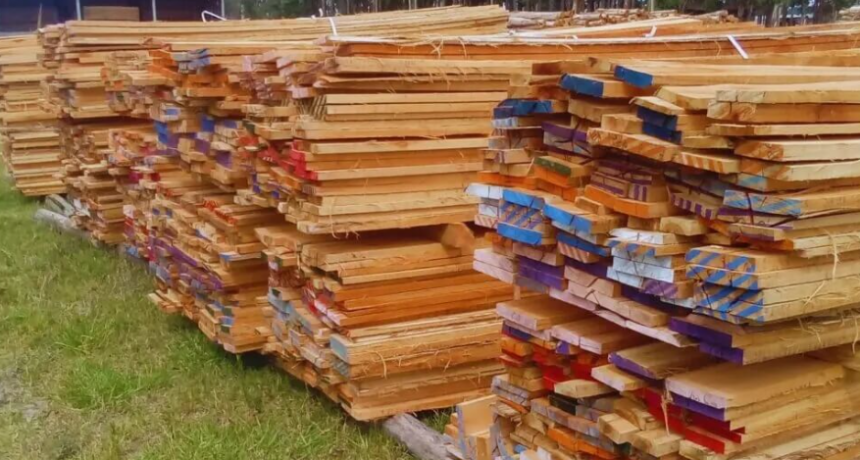 Industria forestal: clones de eucalipto, una alternativa con potencial para la bioenergía y la construcción