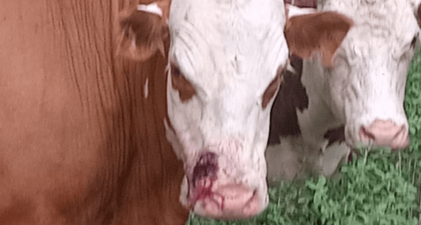 En las islas de Entre Ríos, alertan por casos de abigeato y piden reactivar una comisaría flotante