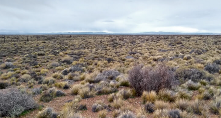 En la Patagonia, pastos y arbustos se defienden del viento y mejoran la producción de biomasa