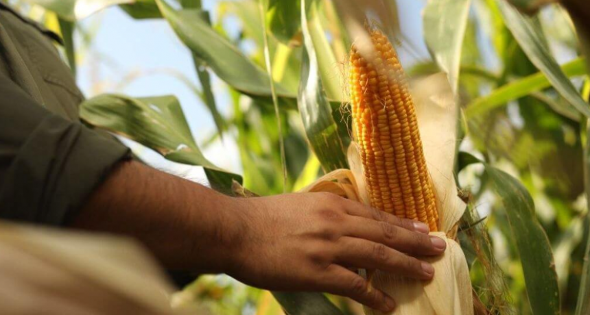 En los valles irrigados de Río Negro, el maíz sigue ampliando su frontera productiva