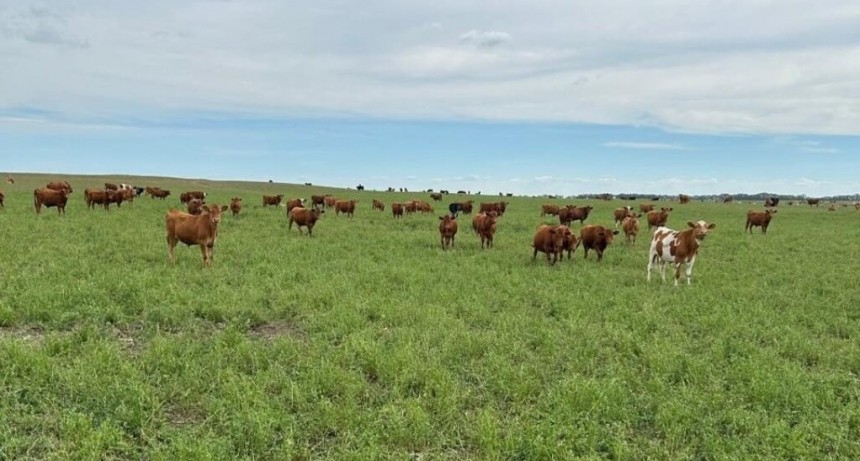 Manejo del agua, malezas y fertilización: claves para no fallar en la siembra de pasturas