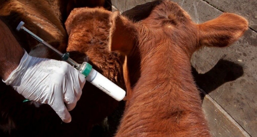 Por las inundaciones, el Senasa prorrogó el plazo de vacunación contra la aftosa en Bahía Blanca