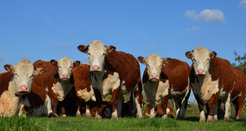 Tras el rechazo de las provincias patagónicas, el Senasa prorrogó la flexibilización de la barrera sanitaria