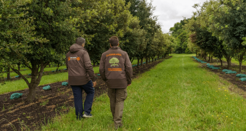 El ABC de las trufas negras: cómo iniciar un proyecto para producirlas en Argentina