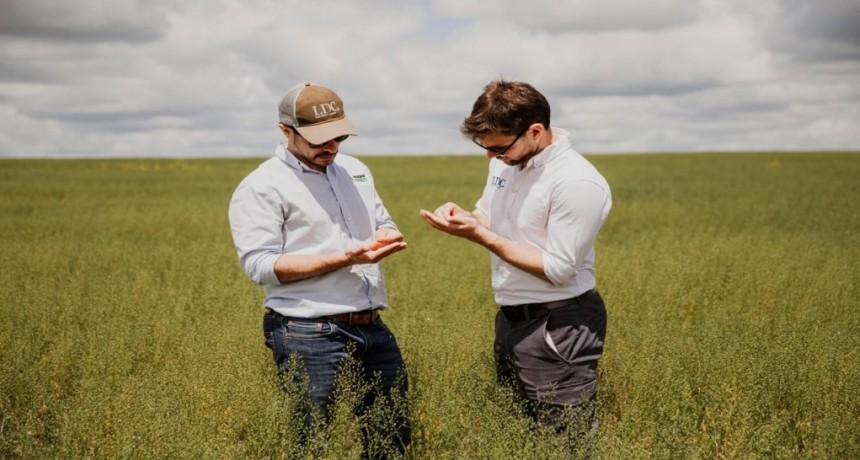 La camelina, un cultivo “nuevo” por ahora sin techo: una empresa triplicará las hectáreas sembradas