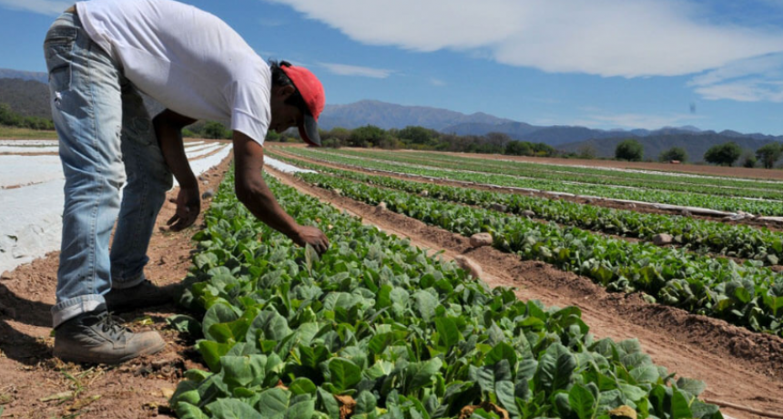 Conflicto en el tabaco: productores e industria no se ponen de acuerdo por los precios