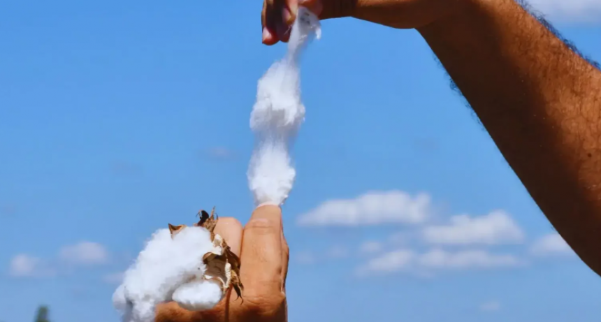 Algodón: una genética desarrollada por el INTA busca reducir importaciones desde Egipto y Perú