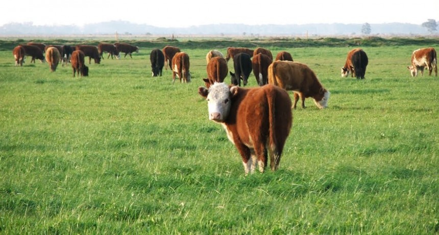 En el negocio ganadero, todos los caminos conducen a ganar más kilos en el lote