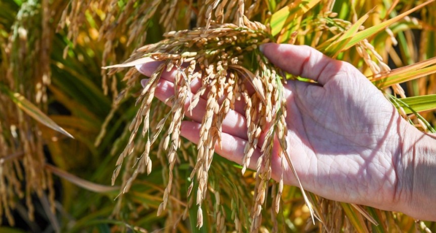 El alimento más consumido del mundo: el arroz se infla de mejoramiento genético, de la mano del INTA