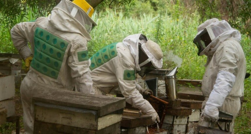Entre R&iacute;os impulsa la apicultura con un cr&eacute;dito internacional de 15 millones de d&oacute;lares