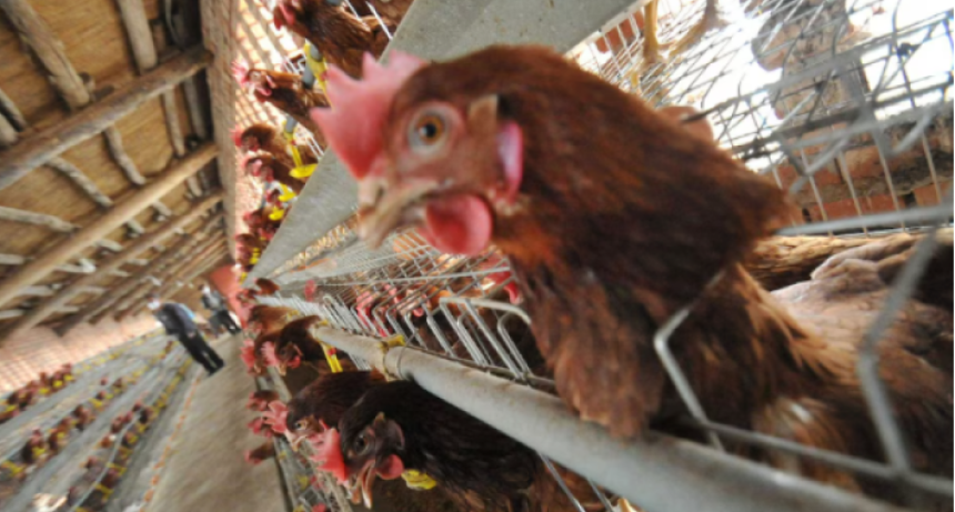 Productores de huevos alertan por la gripe aviar y piden vacunaci&oacute;n urgente