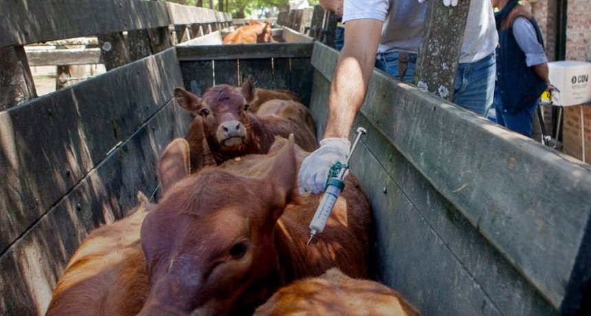 Federaci&oacute;n Agraria defiende el sistema de vacunaci&oacute;n antiaftosa y pide fortalecerlo