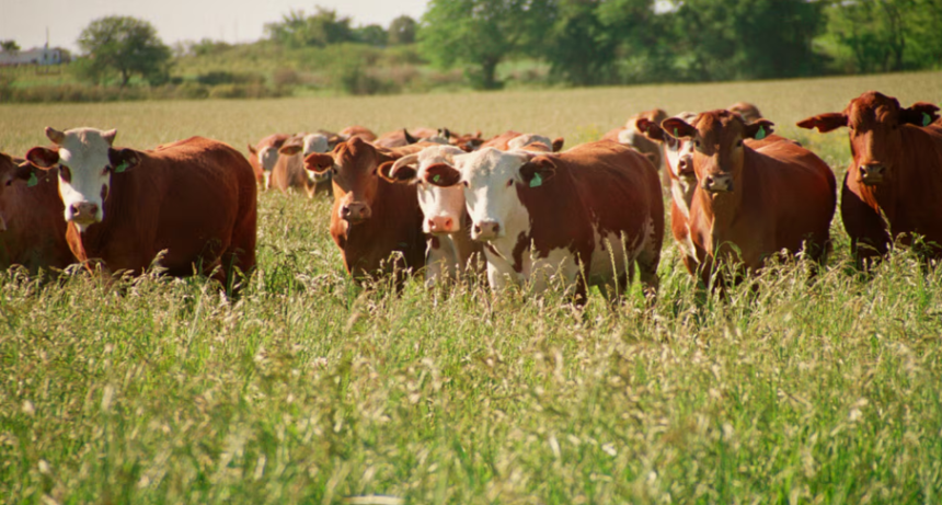 La ganader&iacute;a se fortalece: suben los precios y crece la apuesta por recomponer el stock