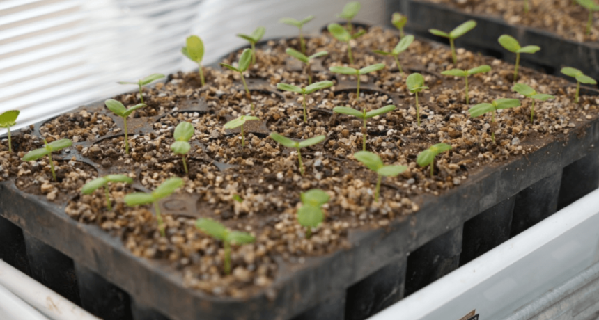 C&oacute;rdoba apuesta al futuro: inauguraron un nuevo espacio para producir especies nativas