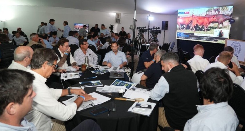 R&eacute;cord hist&oacute;rico en la venta de terneros y precios que entusiasman al campo