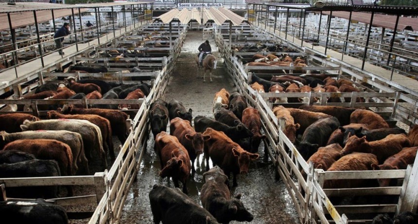 El valor de la hacienda descendió un 3,51% en el Mercado de Liniers