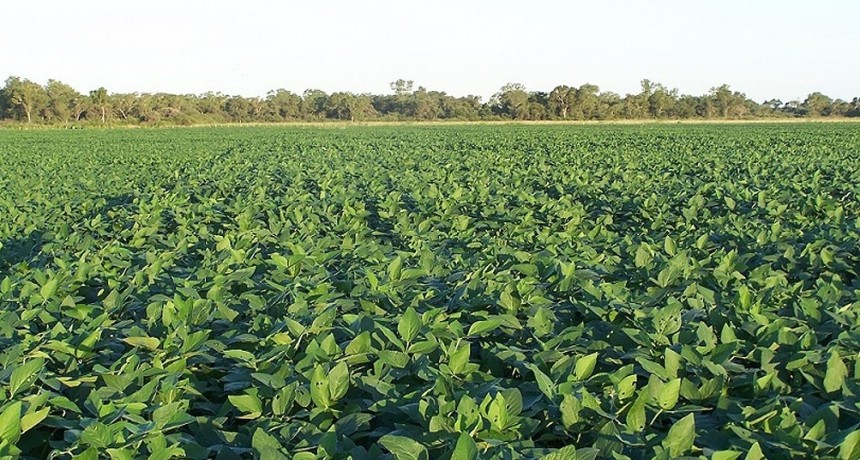 Cruces entre exportadores y productores por supuesta retención especulativa de soja