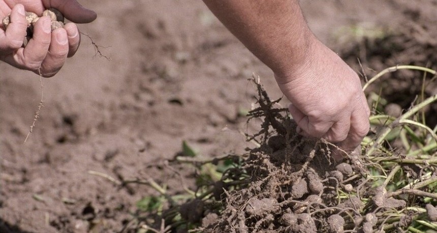 Maní: los desafíos que presenta la expansión del cultivo