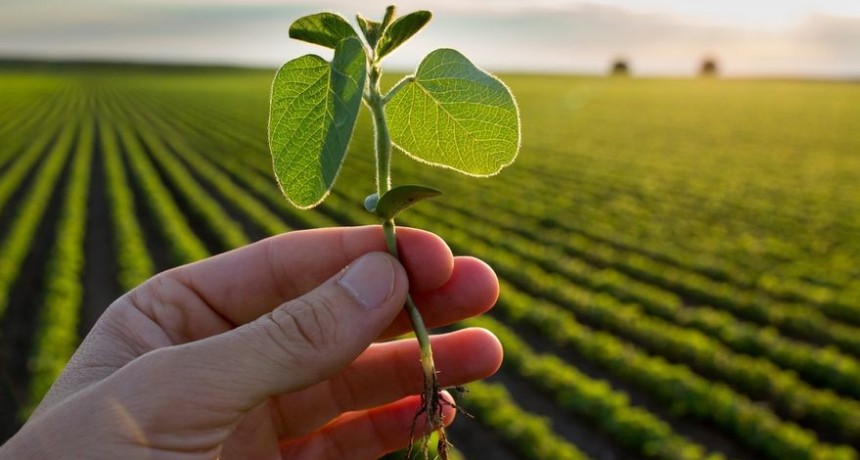 Otra grieta: el inédito “récord mundial” para el productor argentino de soja