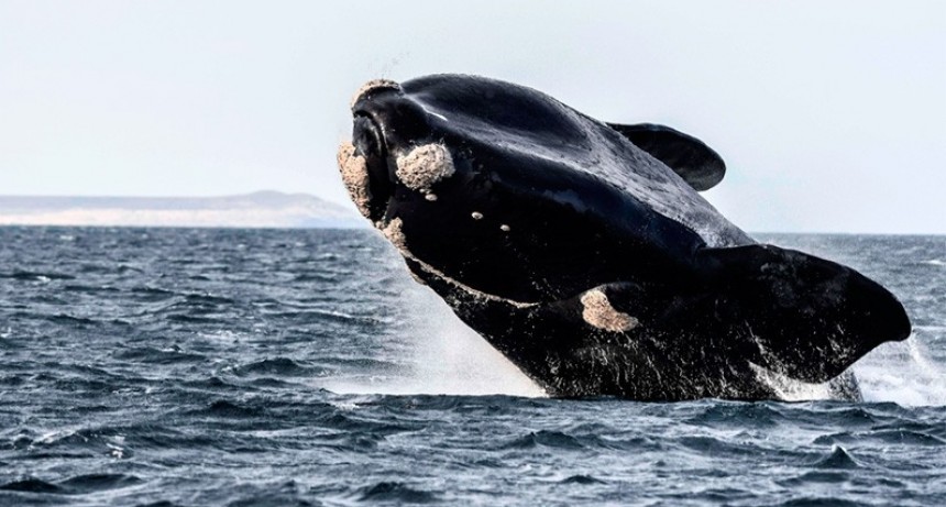 Se divisaron las primeras ballenas de la temporada en cercan&iacute;as de Pen&iacute;nsula Vald&eacute;s