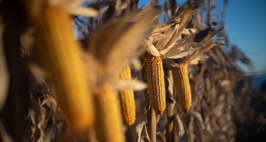 “El maíz siempre está”: el Congreso Maizar ya tiene fecha para su retorno presencial