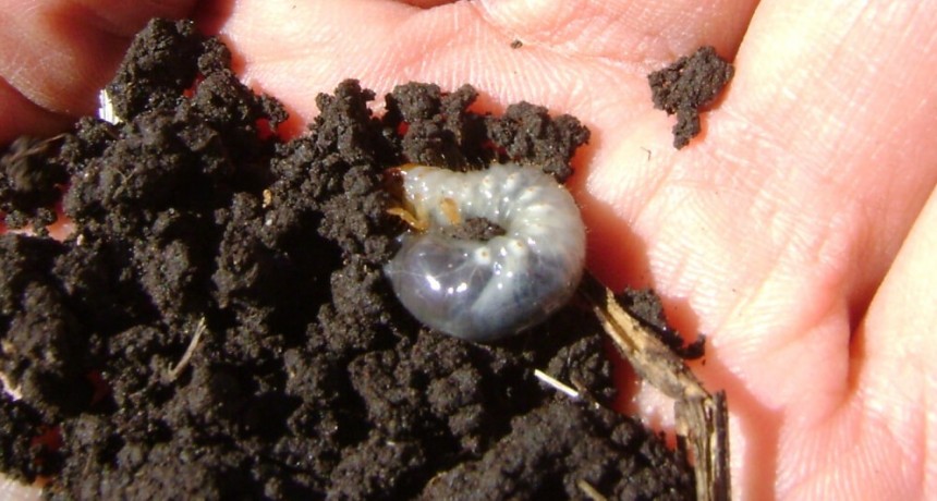 A monitorear: el insecto benéfico que, en alta población, puede ser “maléfico”