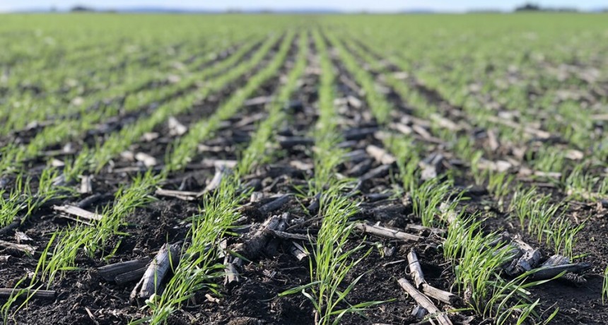 El clima seco y los exagerados costos van desalentando la siembra de trigo