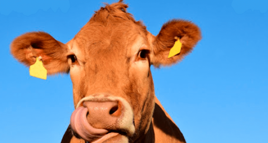 Los seis puntos que se modificarán en el estatuto de la Asociación Angus