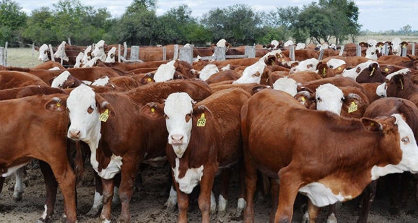 El dato que reveló el stock bovino: una nueva caída en la productividad