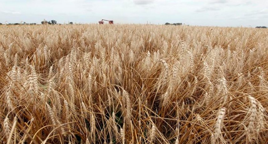 El trigo tambi&eacute;n perder&aacute; superficie en Buenos Aires: los n&uacute;meros solo dan en campo propio