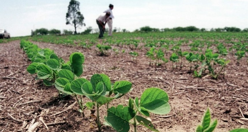  China aprobó la importación y comercialización de soja tolerante a la sequía desarrollada en Argentina 