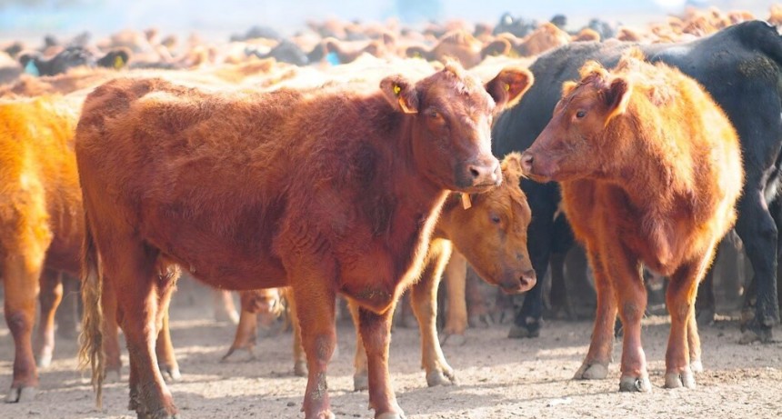 En la ganadería, los efectos de la sequía se prolongan a pesar de las lluvias