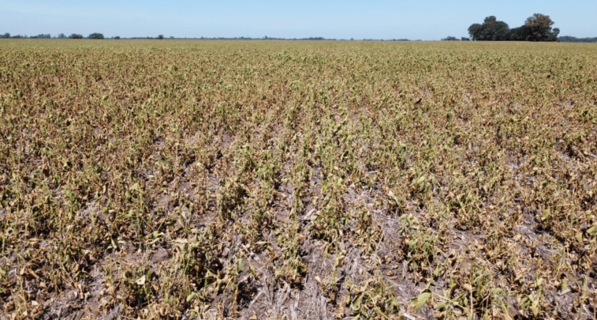El “socio” en las pérdidas: cuanto más caen los rindes, más se lleva el Estado y menos el productor