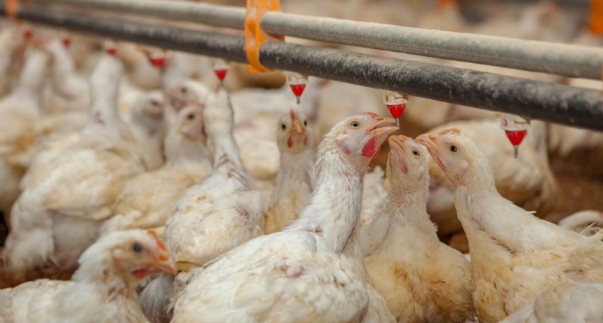 Polémica en Corrientes: casi sacrifican 200.000 aves de una granja donde no hay gripe aviar