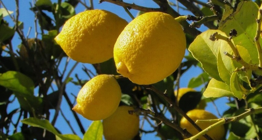 Dólar agro: cuáles son las economías regionales que más podrían aprovecharlo