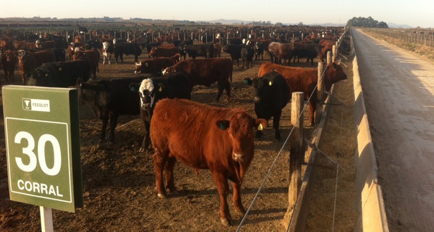 &iquest;C&oacute;mo sigue el precio de la hacienda? La mirada de un consignatario y un feedlotero