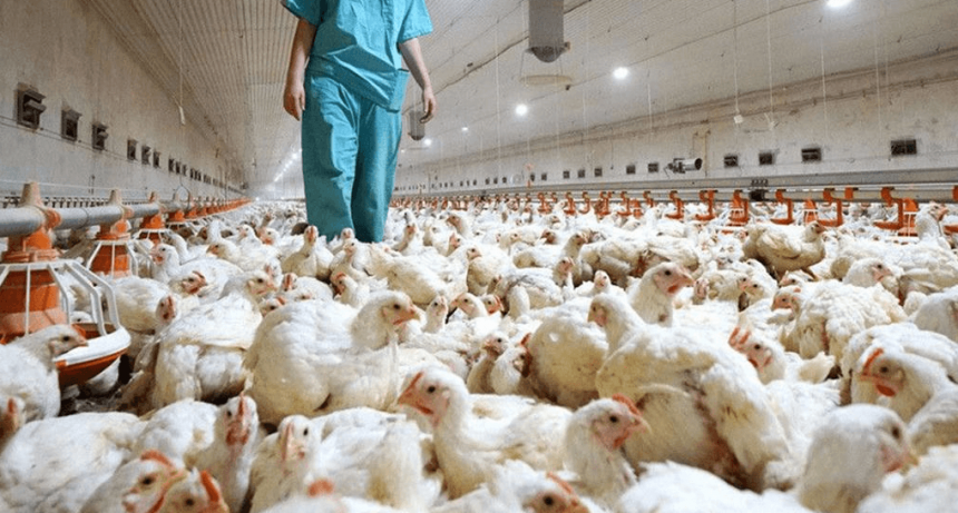 Una cadena que sigue tomando vuelo: radiografía de la producción aviar en Argentina