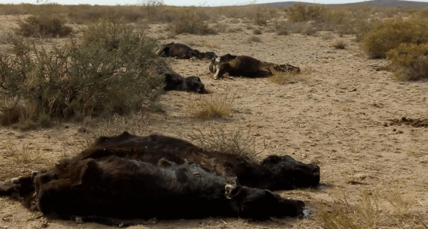 En el sur de La Pampa la sequ&iacute;a nunca se termin&oacute; y alertan por la muerte de m&aacute;s de 5.000 animales