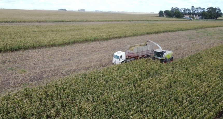 La hora de las reservas forrajeras: las claves del INTA para ser eficientes