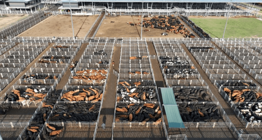 El precio de la hacienda crece en dólares, pero no alcanza y pierde en pesos frente a la inflación