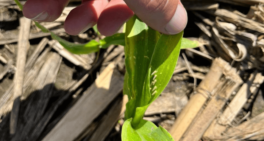 Chicharrita del maíz: la Sociedad Rural pide a Nación y Provincias que armen un comité de crisis