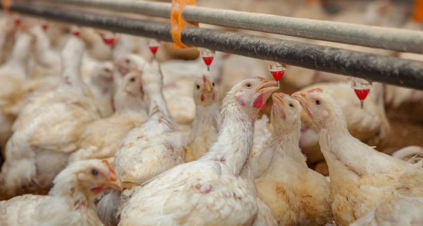 Aunque todavía con contrastes, se consolidan los brotes verdes en las economías regionales